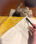 My cat playing with my tasting notes 