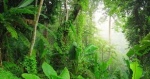 Lush jungle 