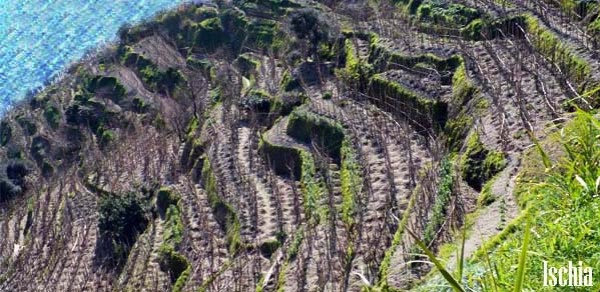 Vineyards in Ischia 