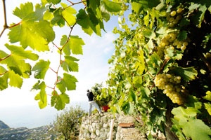 Man working the vines in Ischia 